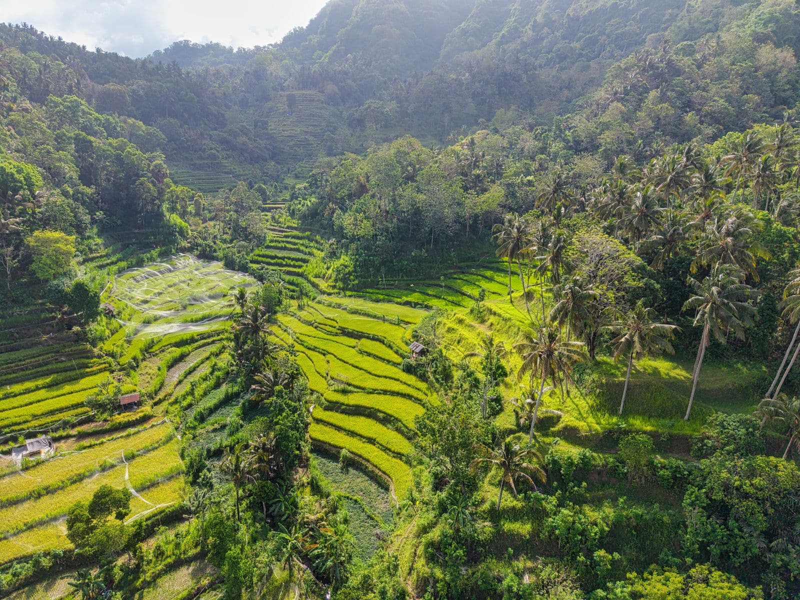 Green rice terraces in Bali